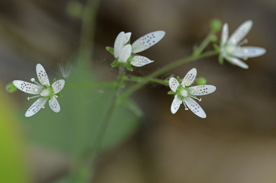 Saxifraga rotundifolia / Saxifraga a foglie rotonde